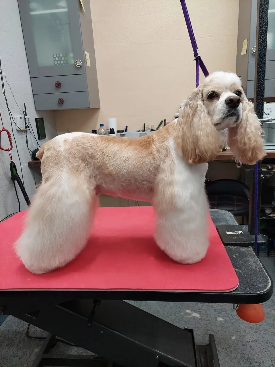 American Cocker Spaniel in a breed profile trim