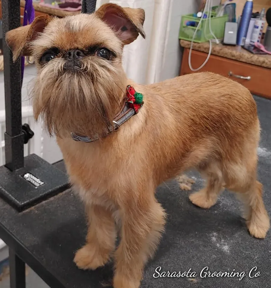Brussels Griffon after a tidy groom