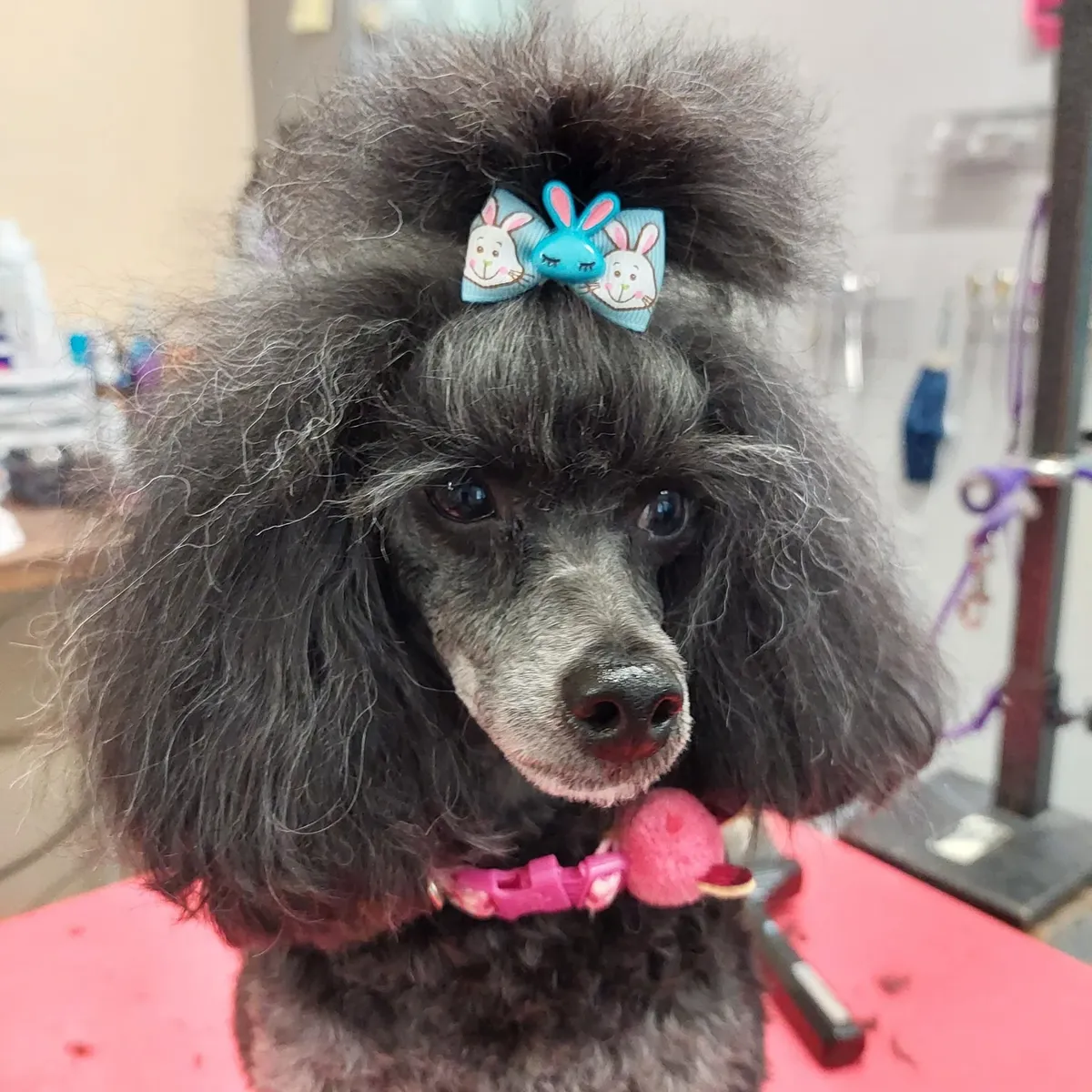 Grey poodle with a bow after her groom