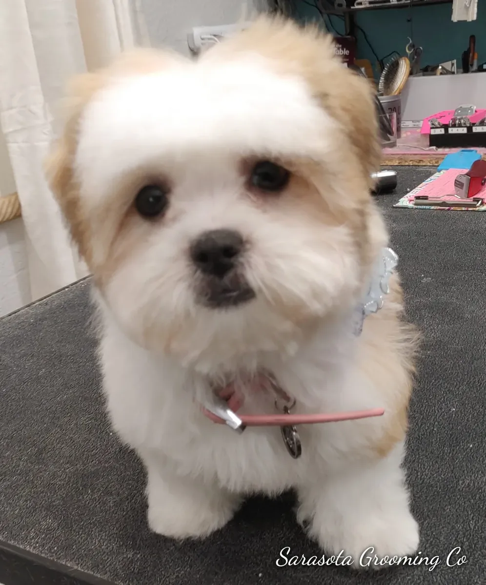 Fluffy puppy after a teddy bear trim
