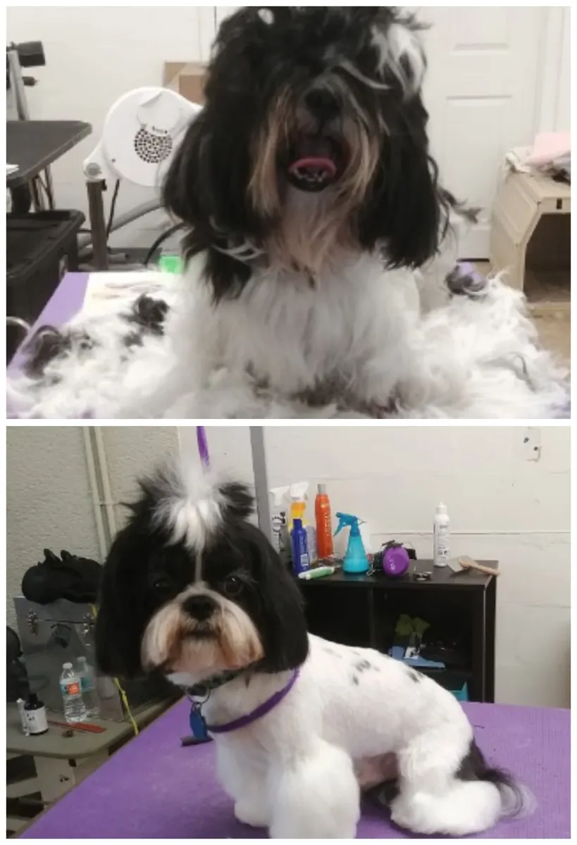 Shih tzu before and after a groom
